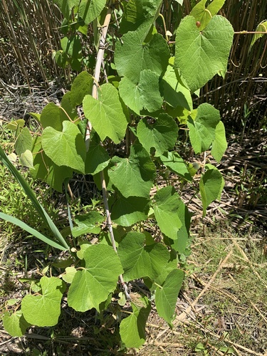 Fox grape (Vitis labrusca)