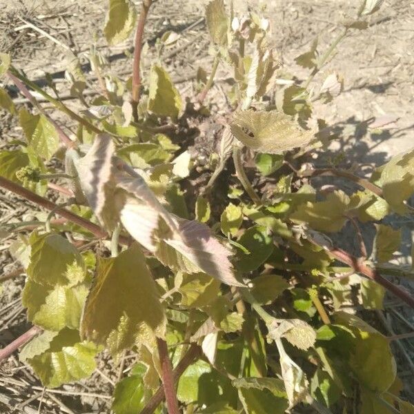 Fox grape (Vitis labrusca)