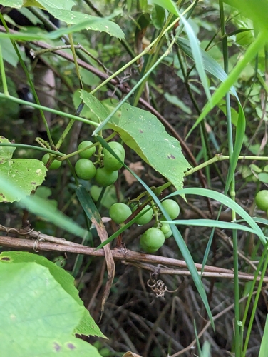 Fox grape (Vitis labrusca)