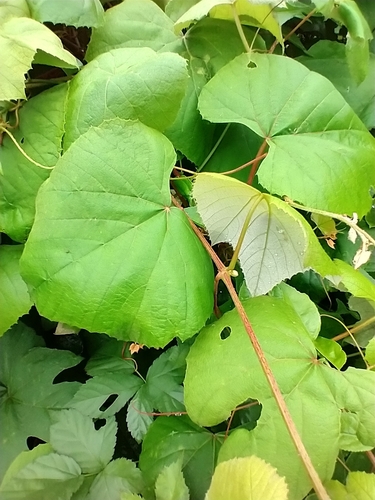 Fox grape (Vitis labrusca)