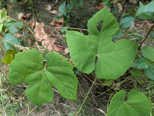 Fox grape (Vitis labrusca)