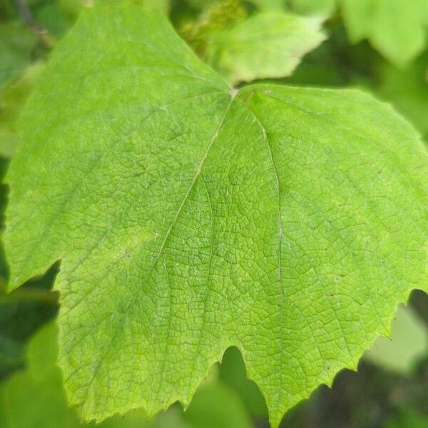 Fox grape (Vitis labrusca)