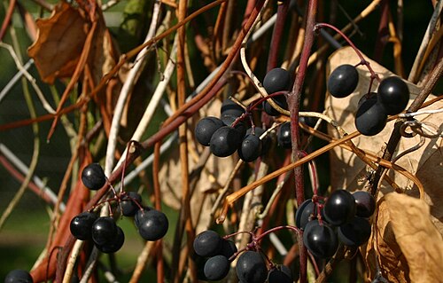 Fox grape: Vitis labrusca : Grapes.
