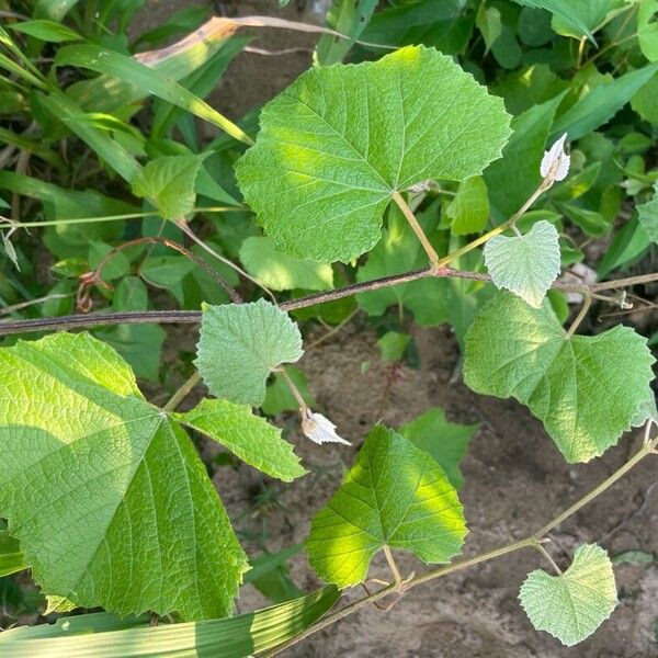 Fox grape (Vitis labrusca)