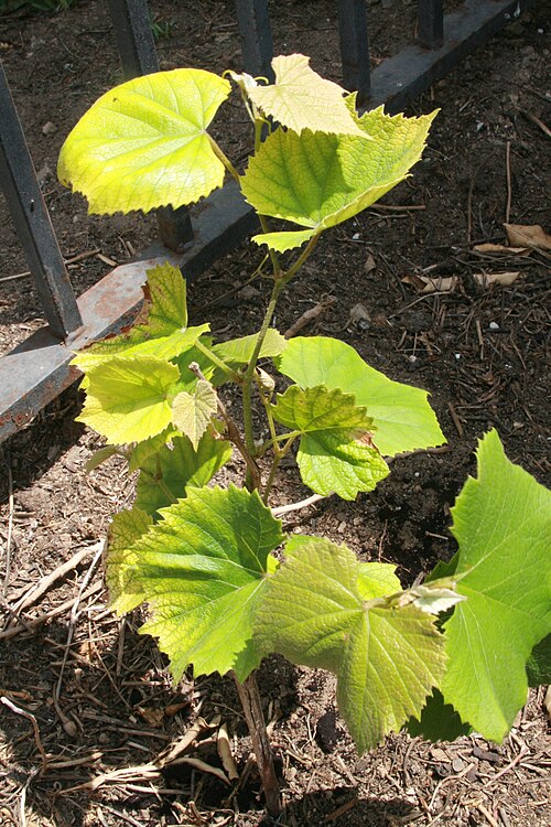 Fox grape: A young Vitis labrusca Concord vine.