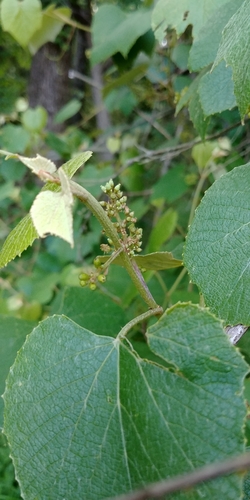 Fox grape (Vitis labrusca)