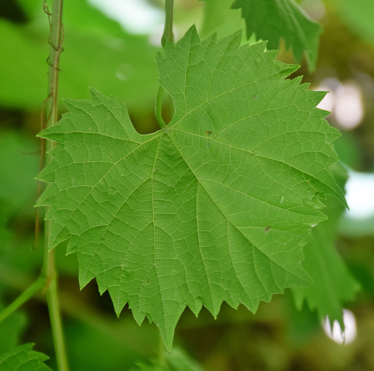 Sand grape: Leaf of Vitis rupestris in Jardin botanique de la Charme, Clermont-Ferrand, France