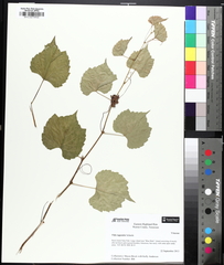 Sand grape (Vitis rupestris)