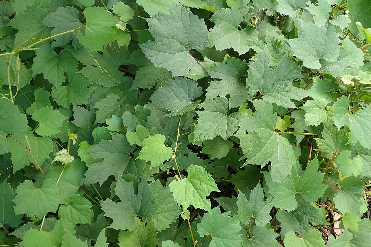 Sand grape: Vitis rupestris in Wrocław University Botanical Garden
