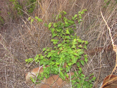 Sand grape (Vitis rupestris)