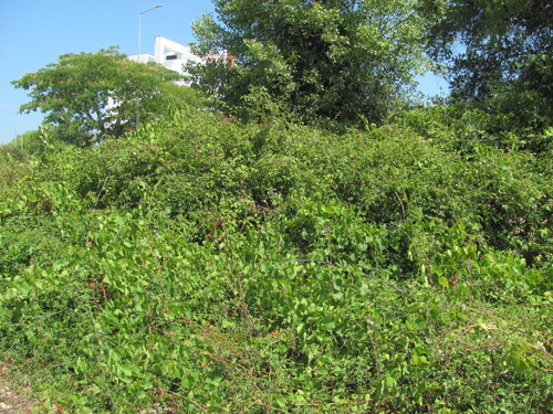 Sand grape (Vitis rupestris)