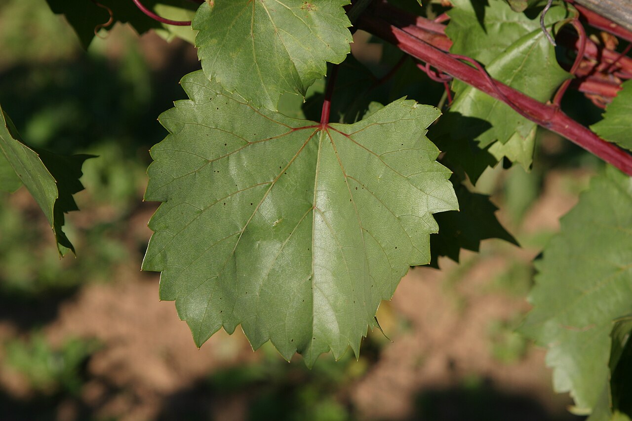 Sand grape: Vitis Rupestris