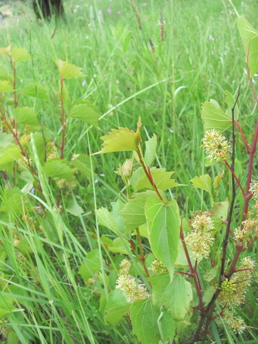Sand grape (Vitis rupestris)