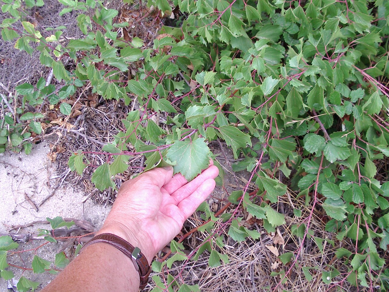 Sand grape: Vitis rupestris growing in Southern France.