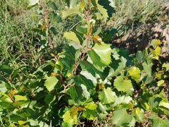 Sand grape (Vitis rupestris)