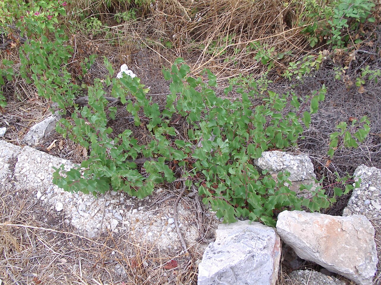 Sand grape: Vitis rupestris growing in Southern France.