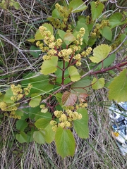 Sand grape (Vitis rupestris)