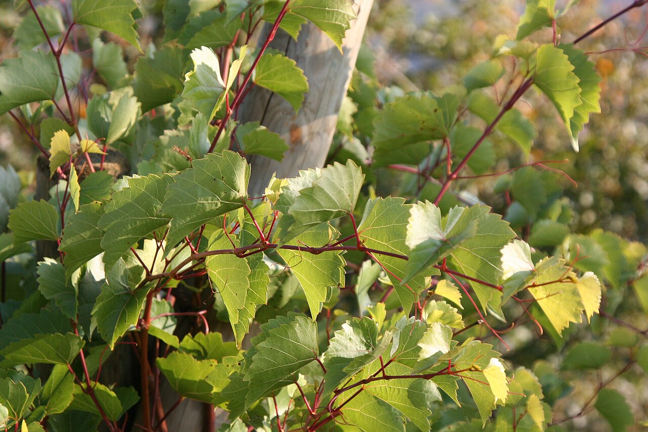Sand grape: Leaves of Vitis rupestris , photographed at the viticulture trail on the Schemelsberg hill in Weinsberg