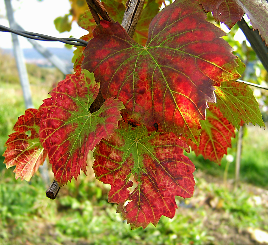 Wild grape: Weinlaub im Herbst