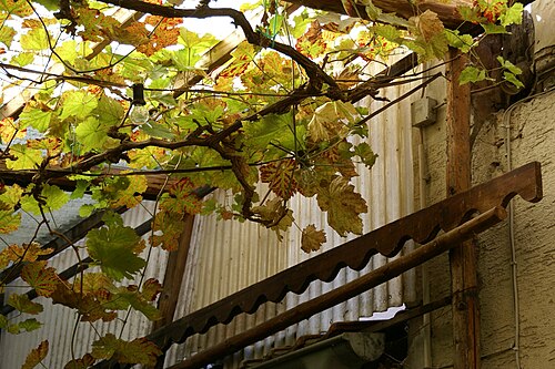 Wild grape: Vitis vinifera at a restaurant in Rhodt unter Rietburg