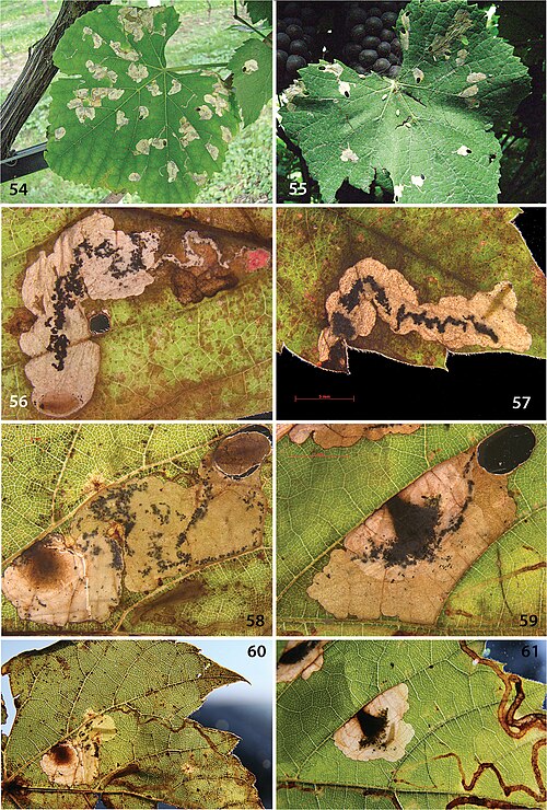 Wild grape: Holocacista rivillei and Antispila species, life history. 54–55 Holocacista rivillei on Vitis vinifera, Italy: Rovereto 56 Antispila ampelopsifoliella on Parthe