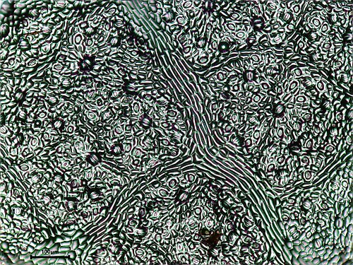 Wild grape: Vine Vitis vinifera small leaf LEAF epidermis print