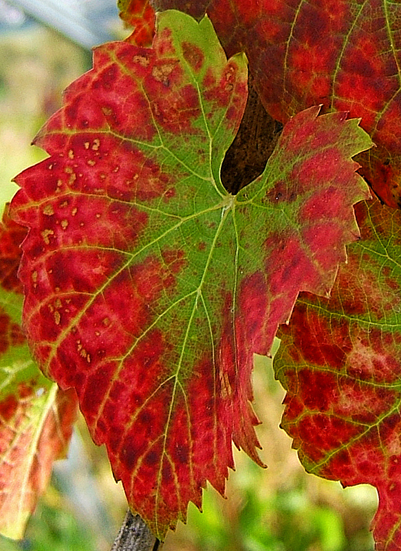 Wild grape: Weinlaub im Herbst