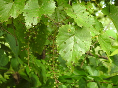 Frost grape (Vitis vulpina)