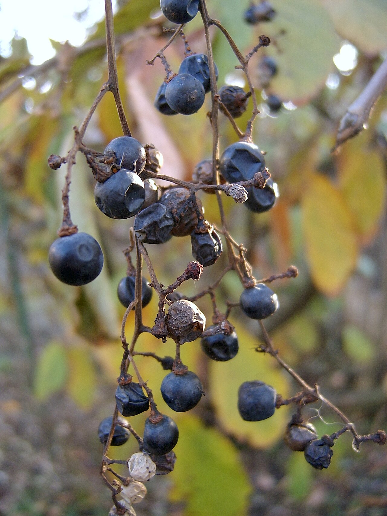 Frost grape: Frost Grapes ( Vitis vulpina ) on a vine in Pittsburgh in late November