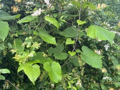 Frost grape (Vitis vulpina)