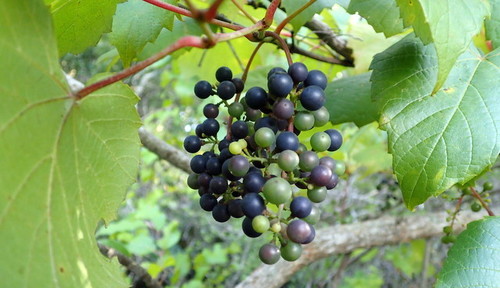 Frost grape (Vitis vulpina)
