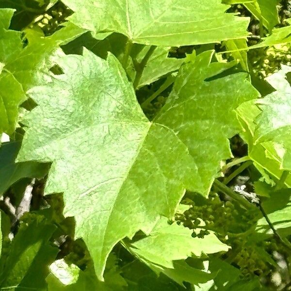Frost grape (Vitis vulpina)