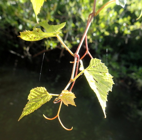Frost grape (Vitis vulpina)