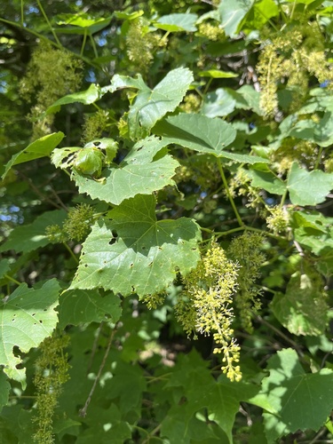 Frost grape (Vitis vulpina)