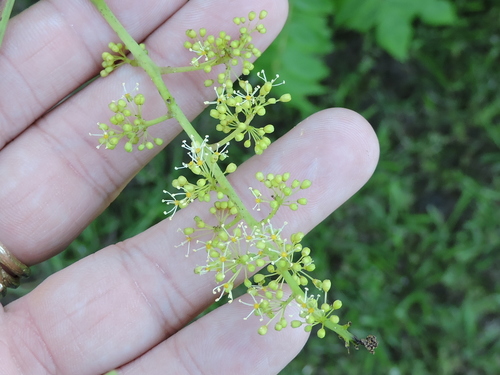 Frost grape (Vitis vulpina)