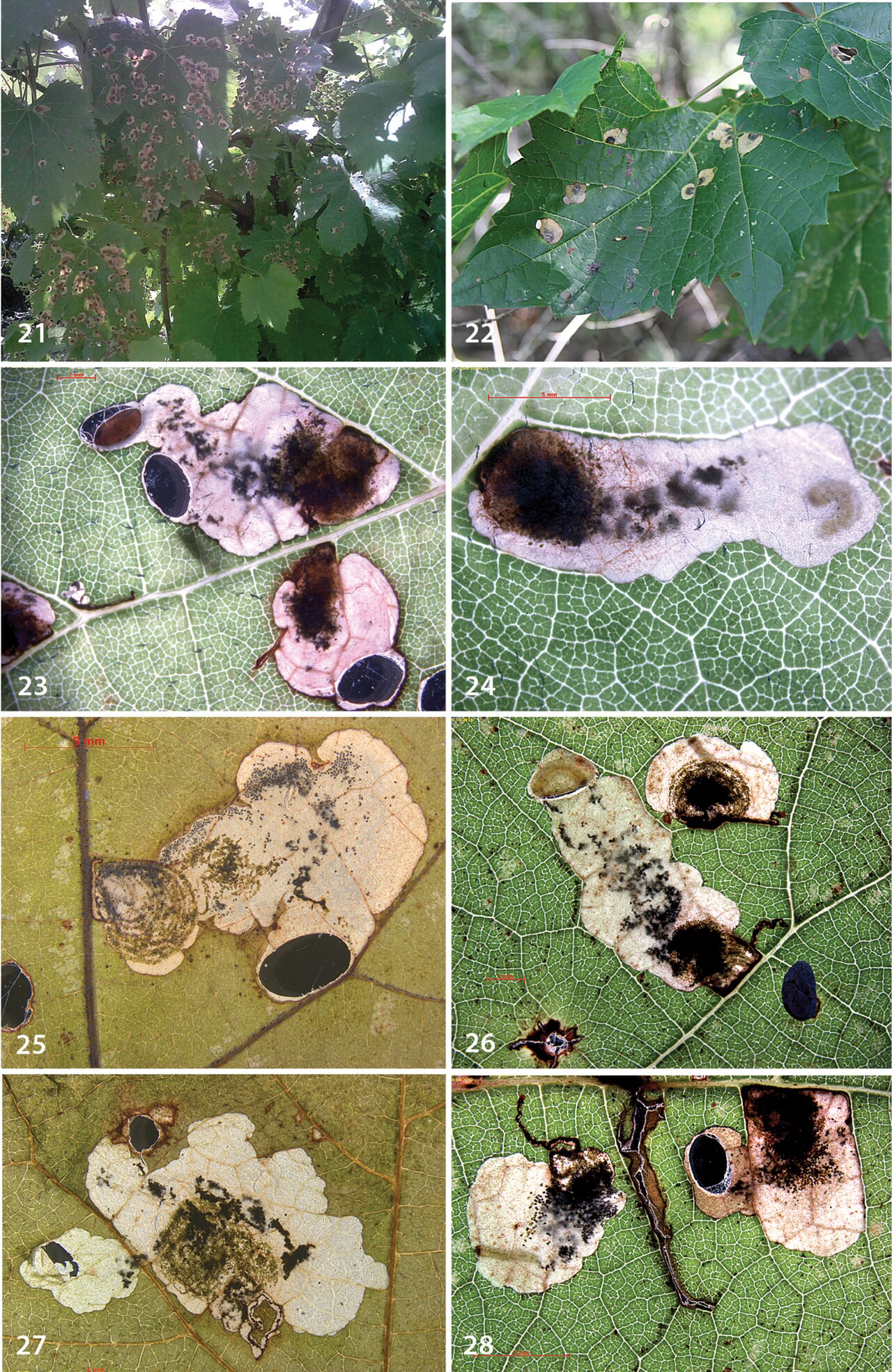 Frost grape: Antispila oinophylla, life history: leafmines on several species of Vitis and different localities. 21, 23, 24 Italy, Borgo Valsusana, Vitis vinifera, 25.vi.200