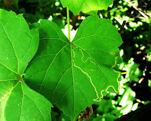 Frost grape: Leafmine