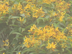 Vochysia laurifolia (Vochysia laurifolia)