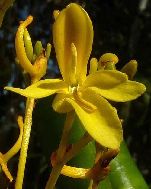 Vochysia lucida: Vochysia lucida C. Presl