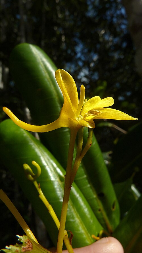 Vochysia lucida: Vochysia lucida C. Presl