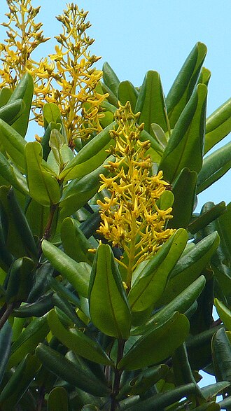 Vochysia lucida: Vochysia lucida C. Presl