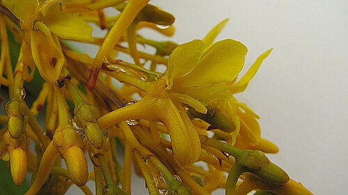 Vochysia lucida: Vochysia lucida C. Presl