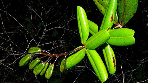 Vochysia lucida: Vochysia lucida C. Presl