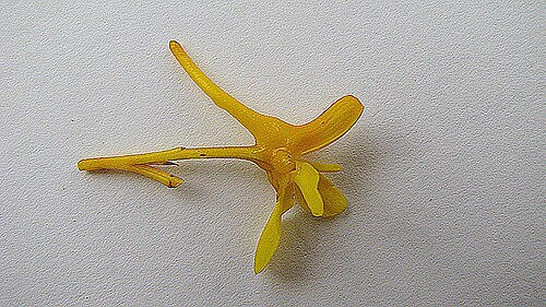 Vochysia lucida: Vochysia lucida C. Presl