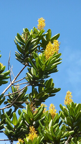 Vochysia lucida: Vochysia lucida C. Presl