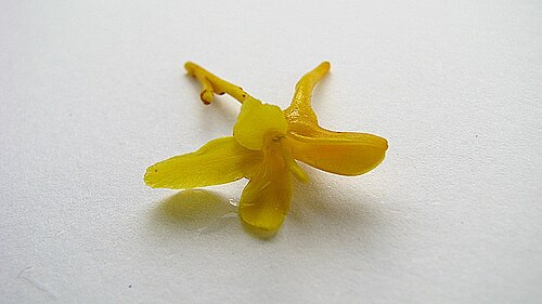 Vochysia lucida: Vochysia lucida C. Presl