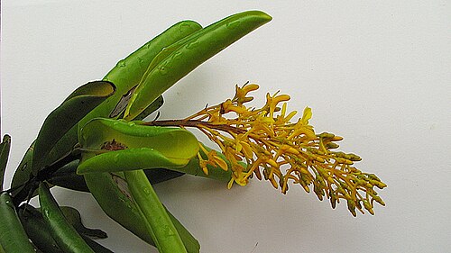 Vochysia lucida: Vochysia lucida C. Presl