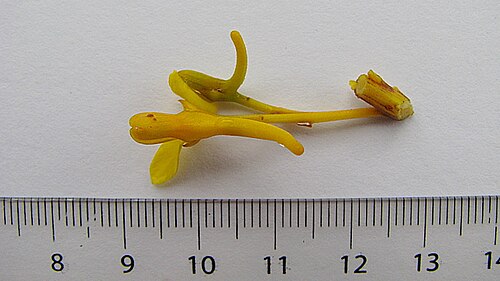 Vochysia lucida: Vochysia lucida C. Presl