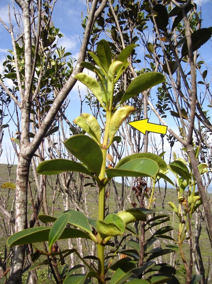 Vochysia obovata (Vochysia obovata)