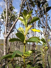 Vochysia obovata (Vochysia obovata)
